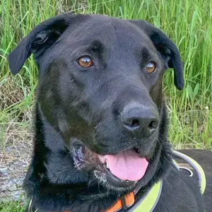 Nicki - 4 Jahre - Perro de Pastor Mallorquin - Tierhilfe Franken e.V.