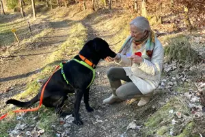 Nicki - 4 Jahre - Perro de Pastor Mallorquin - Tierhilfe Franken e.V. Bild 5