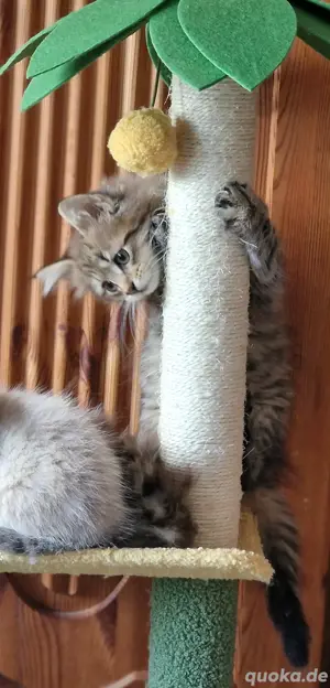 Maine Coon Kitten Merlin