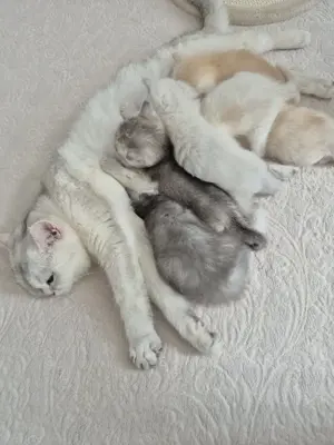 Britisch Kurzhaar - Kitten