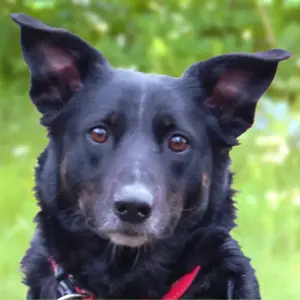 Roxalie - Labrador Mix - 3 Jahre - Tierhilfe Franken e.V.