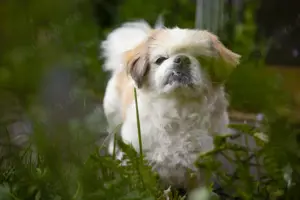 Opi Rocky - ca.13 Jahre - Tibet-Spaniel - Tierhilfe Franken e.V.