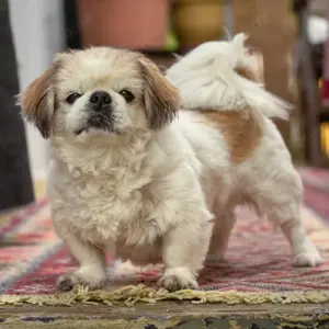 Opi Rocky, ca. 13 Jahre - Tibet-Spaniel - Tierhilfe Franken e.V.