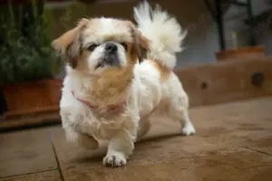 Opi Rocky, ca. 13 Jahre - Tibet-Spaniel - Tierhilfe Franken e.V.