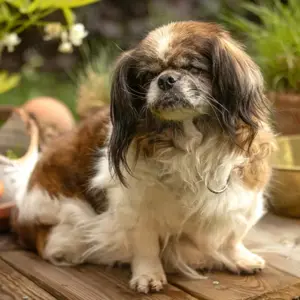 Omi Gina, 13 Jahre - Tibet-Spaniel - Tierhilfe Franken e.V.