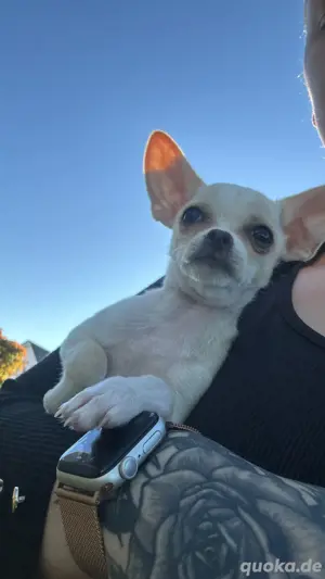 Chihuahua Mädchen 