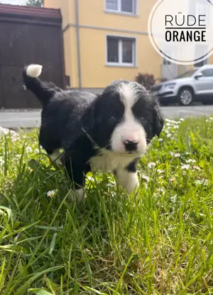 Border Collie Welpen