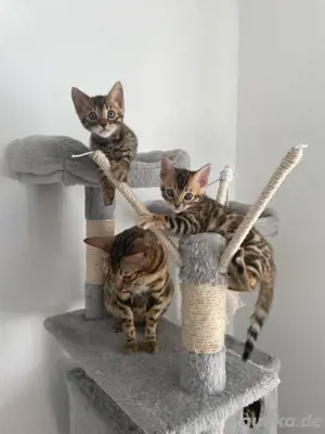 Bengal Kitten