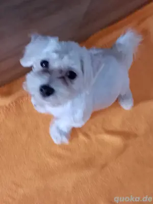 Bichon Malteser 