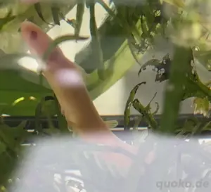 Flösselhecht Polypterus Senegalus
