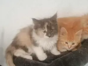 Maine Coon Kitten reinrassig