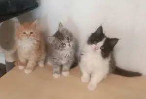 Maine Coon Kitten reinrassig Bild 2