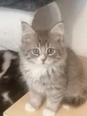 Maine Coon Kitten reinrassig Bild 4