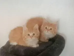 Maine Coon Kitten reinrassig Bild 3