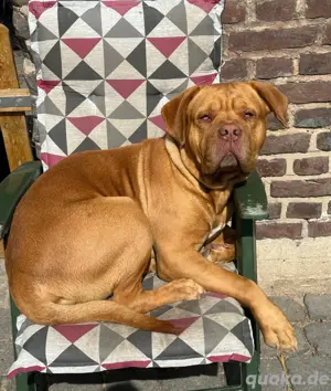 Tyson sucht ein gutes Zuhause 