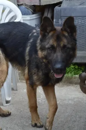 Hübscher Schäferhund Mischling Jordy