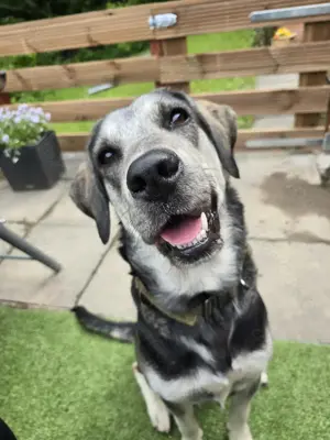 Labrador Mischling 