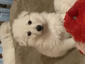 Weißer Schäferhund, Welpe, Rüde