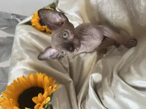 Zauberhafte Canadian Sphynx Kitten 