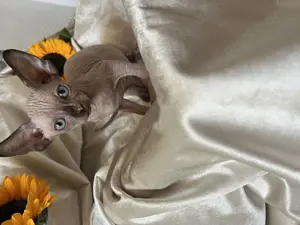 Zauberhafte Canadian Sphynx Kitten 