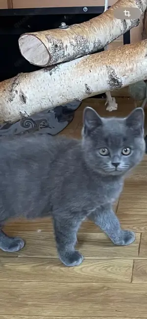 Süße junge Britisch Kurzhaar Kater abzugeben  !