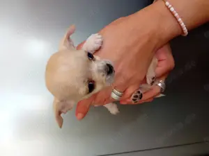 Bezaubernde chihuahua welpen 