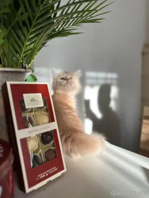 Reinrassig Maine Coon