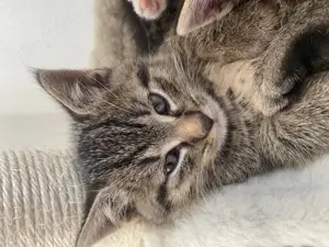 Main coon mix Kitten abzugeben in liebevolle Hände 