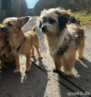 luke und loki suchen zusammen ein zu hause  Bild 2