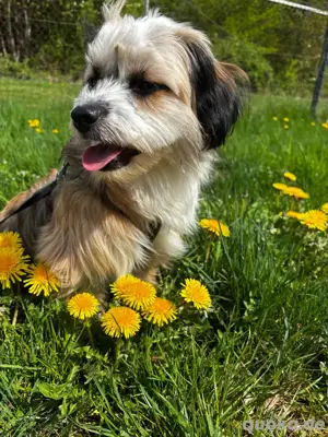 luke und loki suchen zusammen ein zu hause  Bild 3