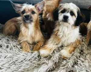 luke und loki suchen zusammen ein zu hause 