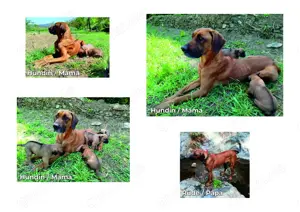 Rhodesian Ridgeback - Mischlingswelpen