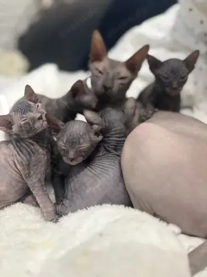 Don Sphinx Katzenbaby