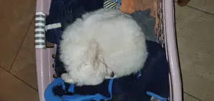 Ein Traum-Charakter Chihuahua-Welpe***Rüde