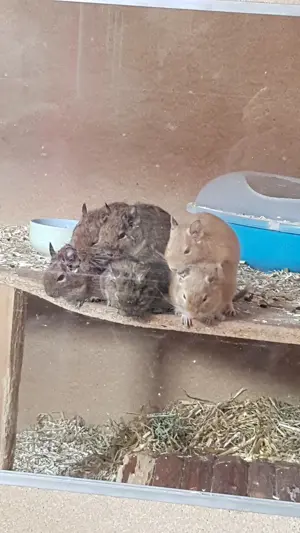 Sechs Männliche Degus suchen ein Zuhause.