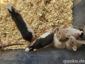 Ratten Farbratten Weibchen weiblich, 9 Wochen alt