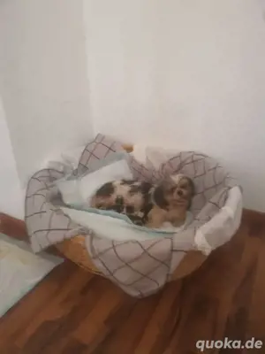 baby hund shih tzu