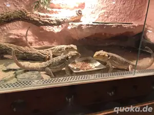 Bartagamenjungtiere ein Jahr alt Bild 5