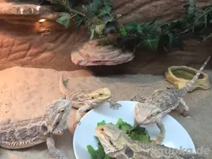 Bartagamenjungtiere ein Jahr alt Bild 3