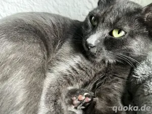 Katze sucht zuhause Bild 4