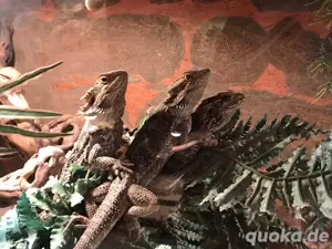 Bartagamenjungtiere ein Jahr alt Bild 2