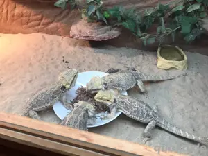 Bartagamenjungtiere ein Jahr alt Bild 4