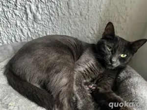 Katze sucht zuhause Bild 2