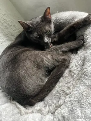 Katze sucht zuhause Bild 5