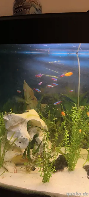 Fluval 260 Liter  Bild 3