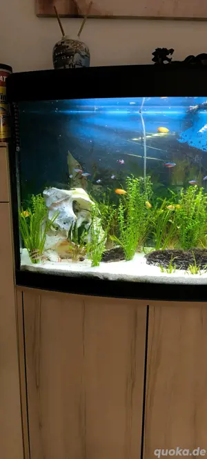 Fluval 260 Liter  Bild 5