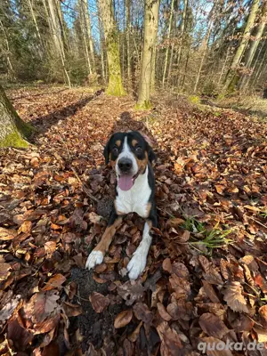 Entlebucher sennenhund Rüde 2 Jahre alt 