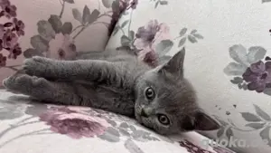 BKH Kitten grau, braun, schwarz