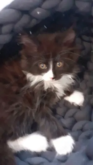 Wunderschöne Maine Coon Kitten aus Hobbyzucht suchen neue Dosenöffner