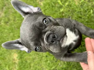 Französische Bulldogge Welpe Blue Auszugsbereit